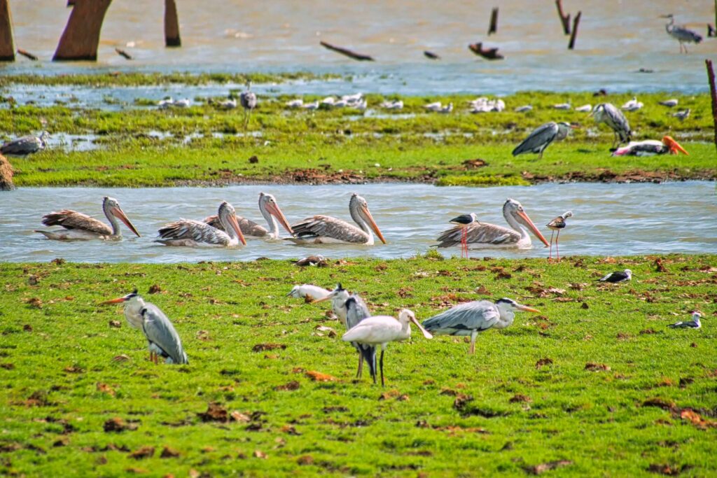 Udawalawe National Park Jeep Safari – photo 5