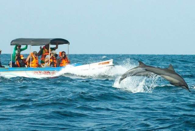 Kalpitiya Dolphin & Whale Tours – photo 4