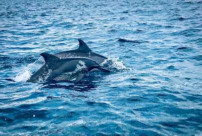 Kalpitiya Dolphin & Whale Tours – photo 5