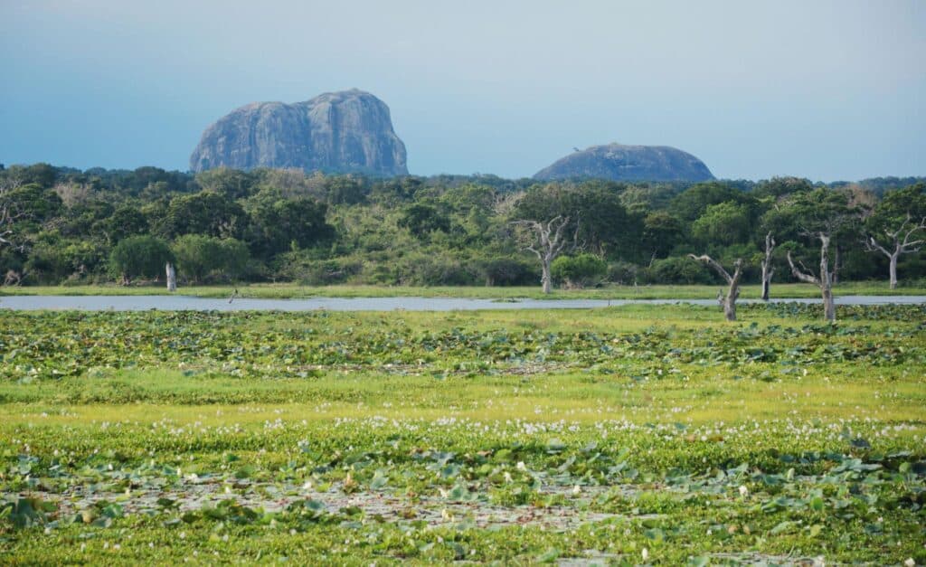 Yala National Park Jeep Safari – photo 5