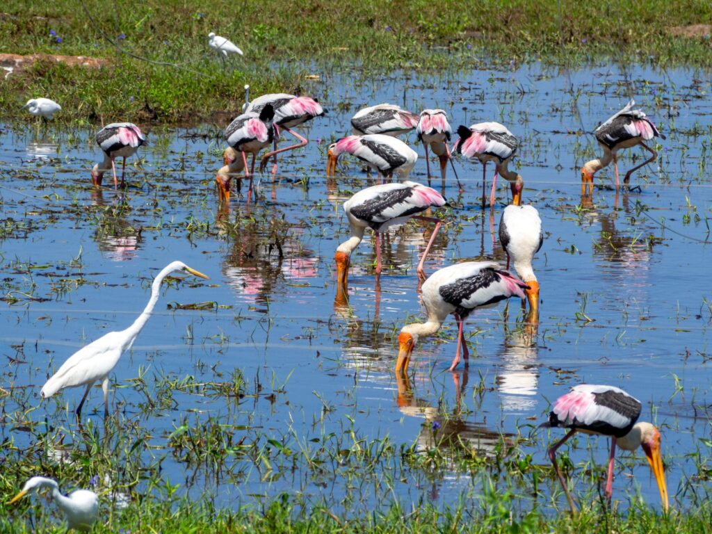 Udawalawe National Park Jeep Safari – photo 4