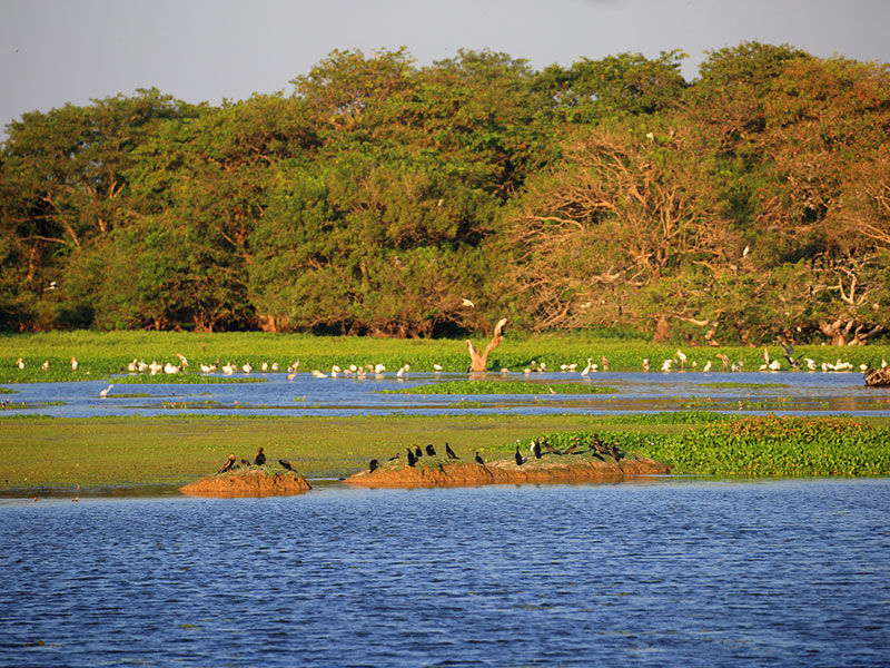 Kumana Bird Watching Tour – photo 4