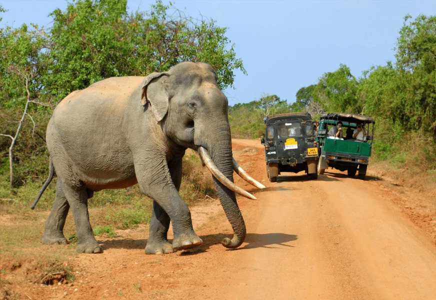 Bundala National Park Jeep Safari – photo 4