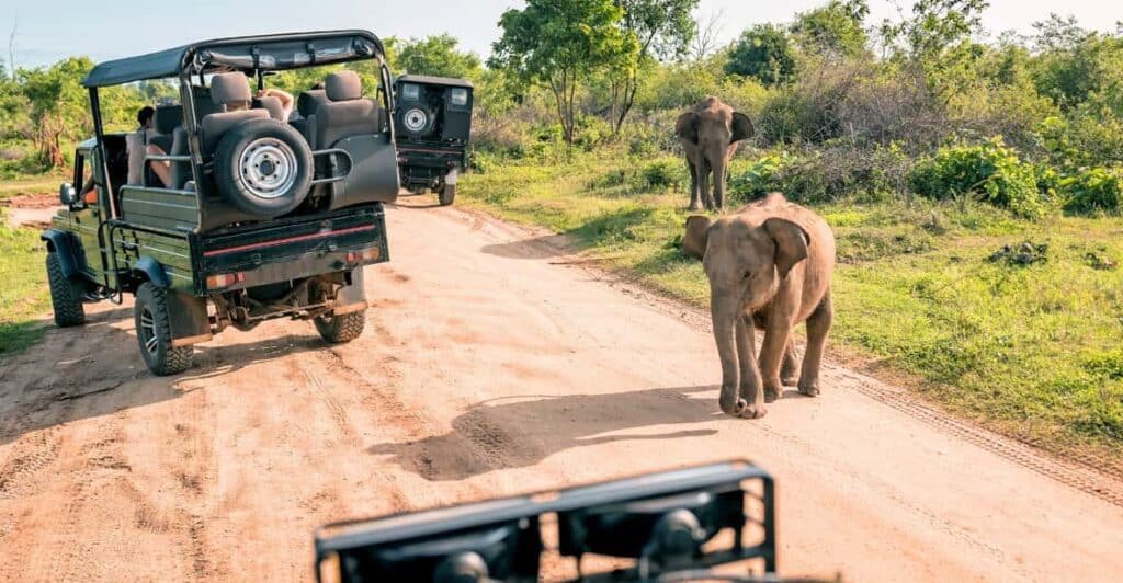 Yala National Park Jeep Safari – photo 4