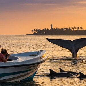 Dolphin & Whale Tour