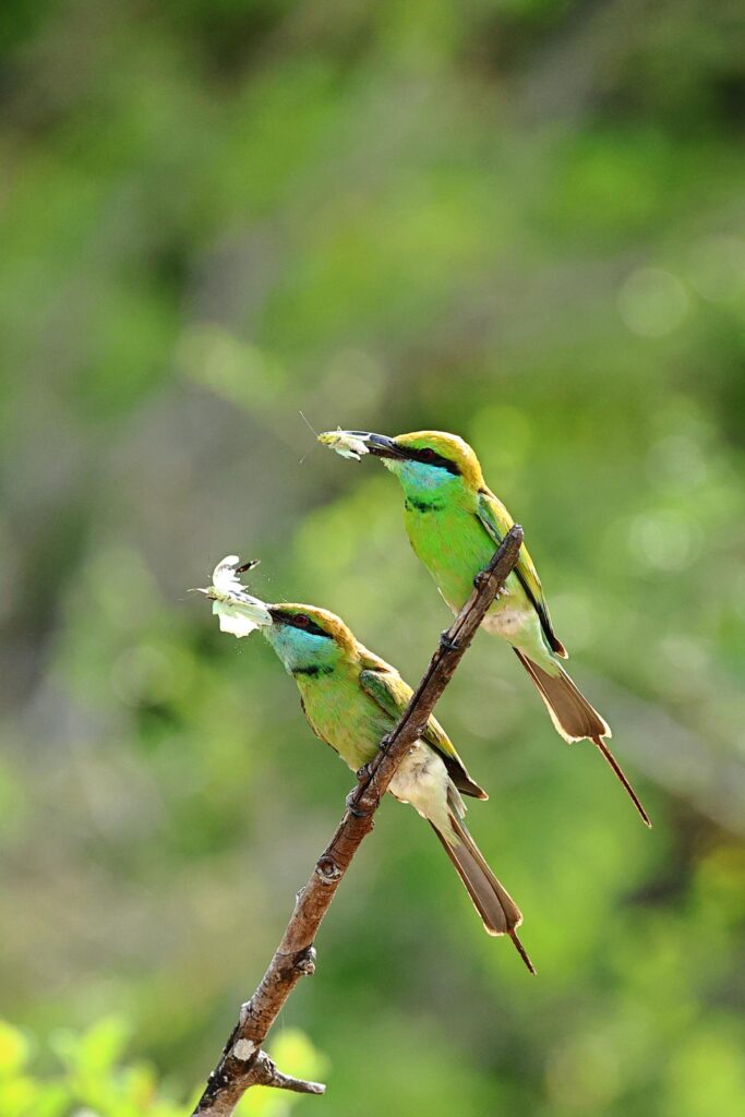 Wilpattu National Park Jeep Safari – photo 5