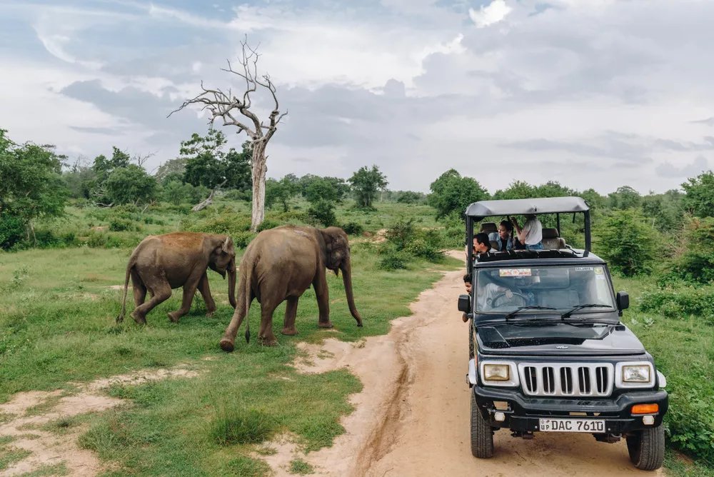 Bundala National Park Jeep Safari – photo 3