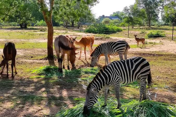 Ridiyagama Jeep Safari – photo 3