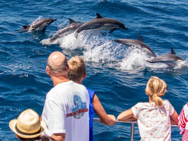 Mirissa Dolphin & Whale Tours – photo 3