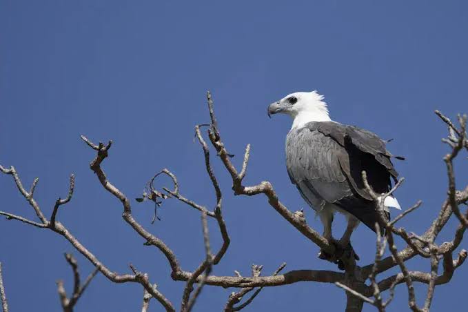 Kumana Bird Watching Tour – photo 5