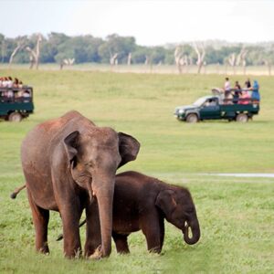 Minneriya National Park Afternoon Safari