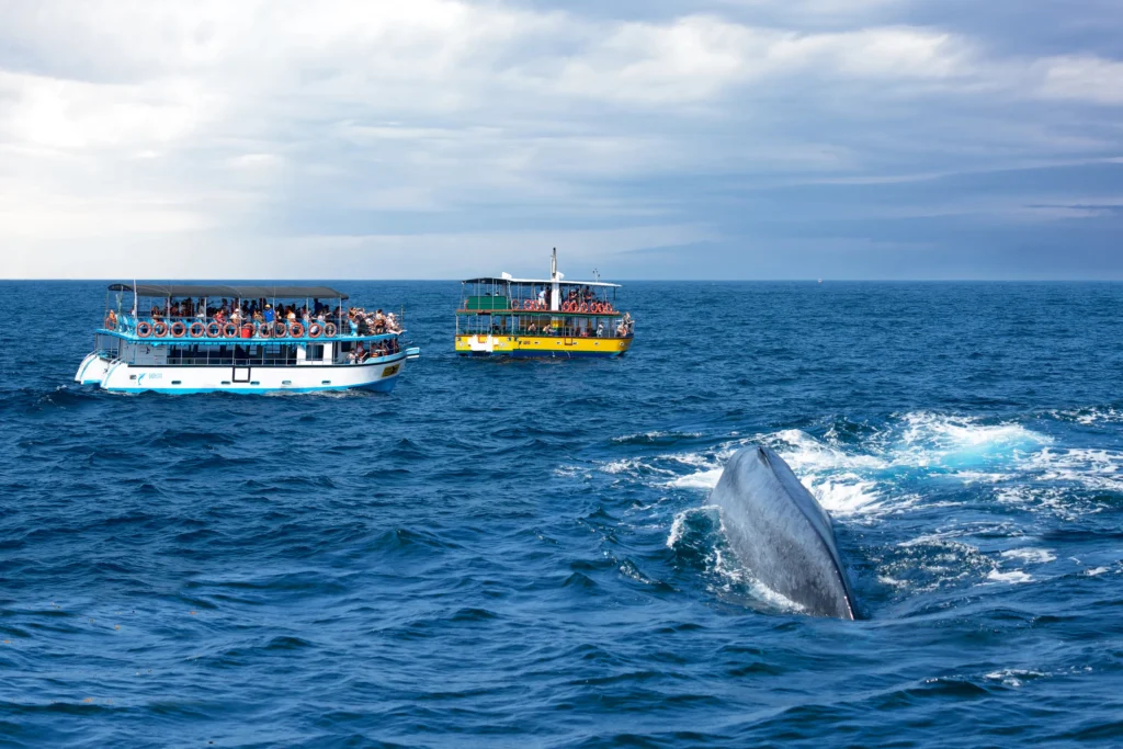 Mirissa Dolphin & Whale Tours – photo 2