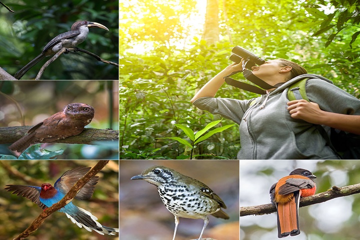 Sinharaja Bird Watching Tour