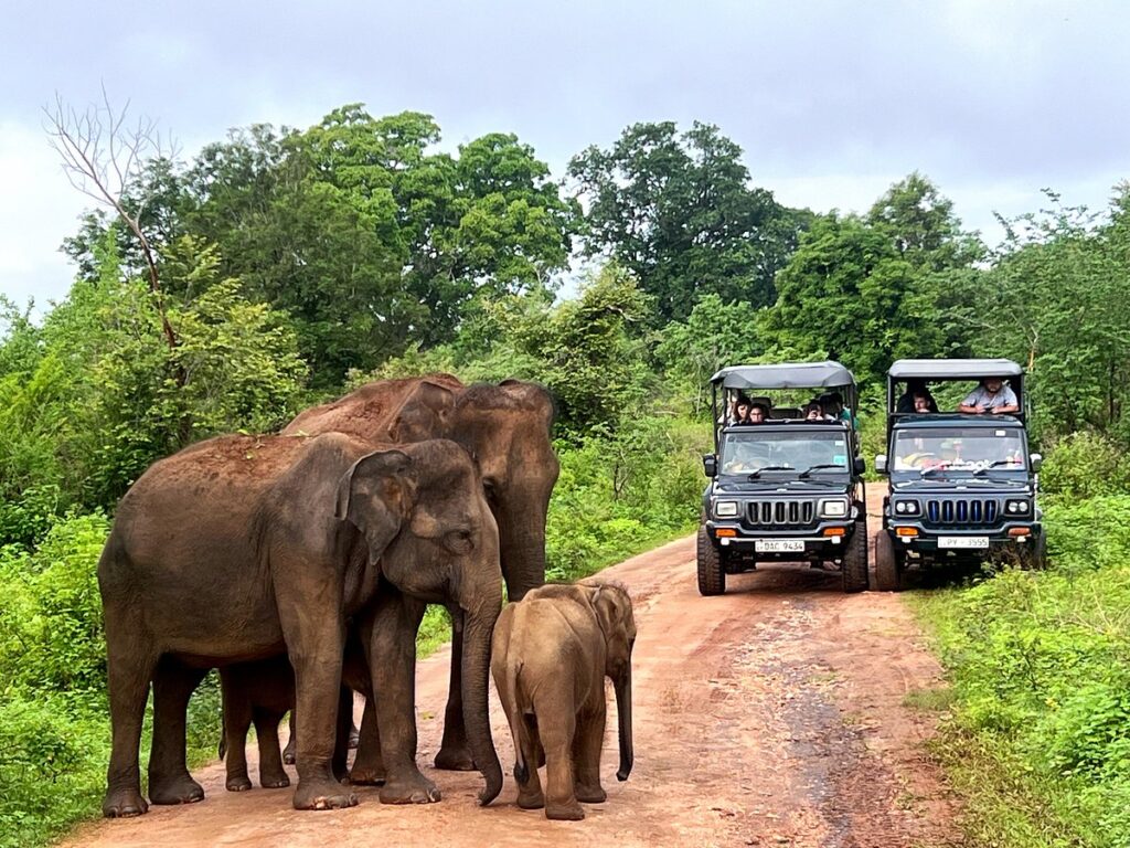 Bundala National Park Jeep Safari – photo 5
