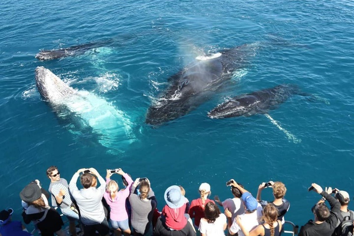 Mirissa Dolphin & Whale Tours