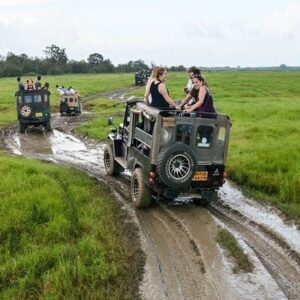 Wilpattu National Park Morning Safari