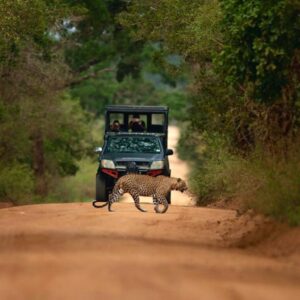 SL Safari