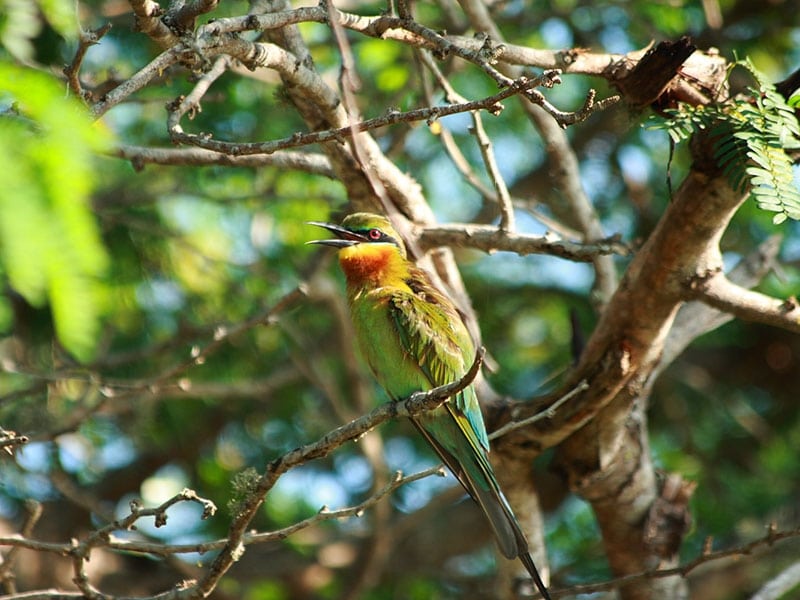Bundala National Park Bird Watching Tour – photo 5