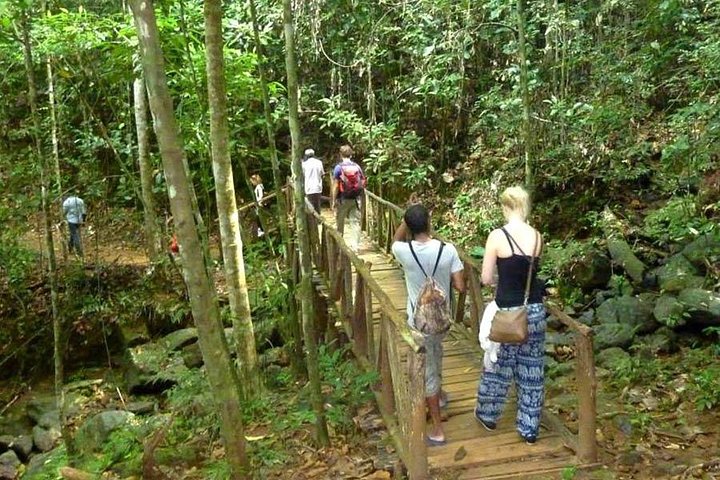 Forest Walk Tour Kanneliya  Reserve – photo 5