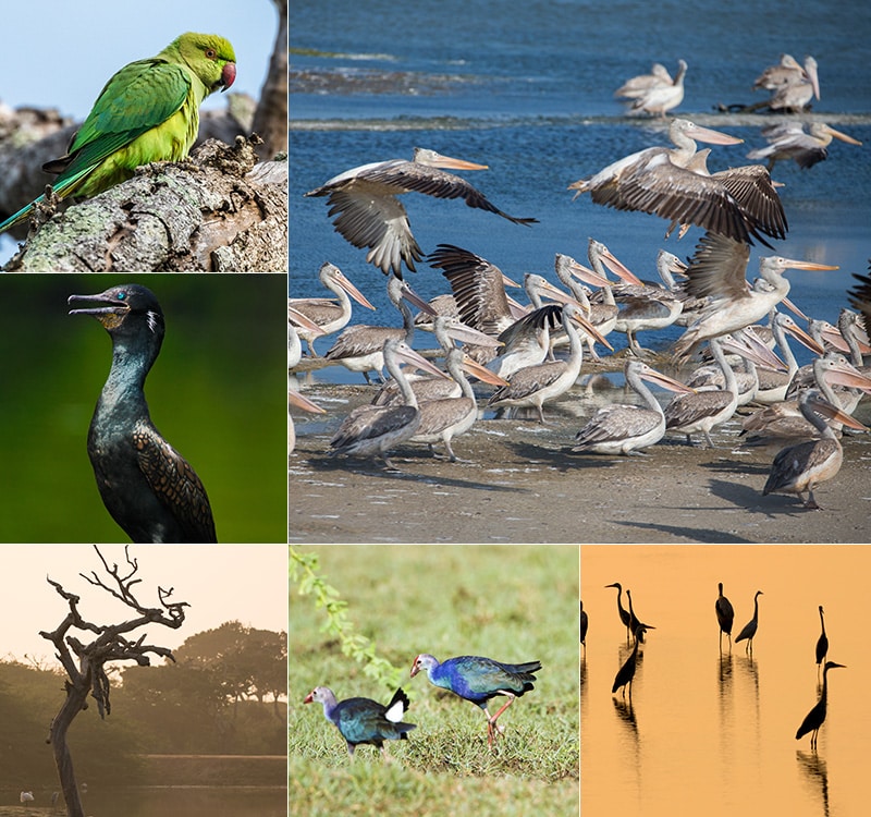 Bundala National Park Bird Watching Tour – photo 3