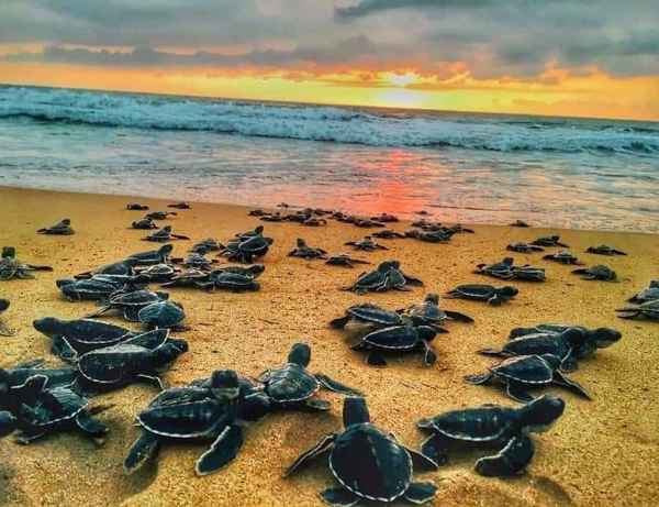 Sea Turtle Watching Tour Kosgoda – photo 3