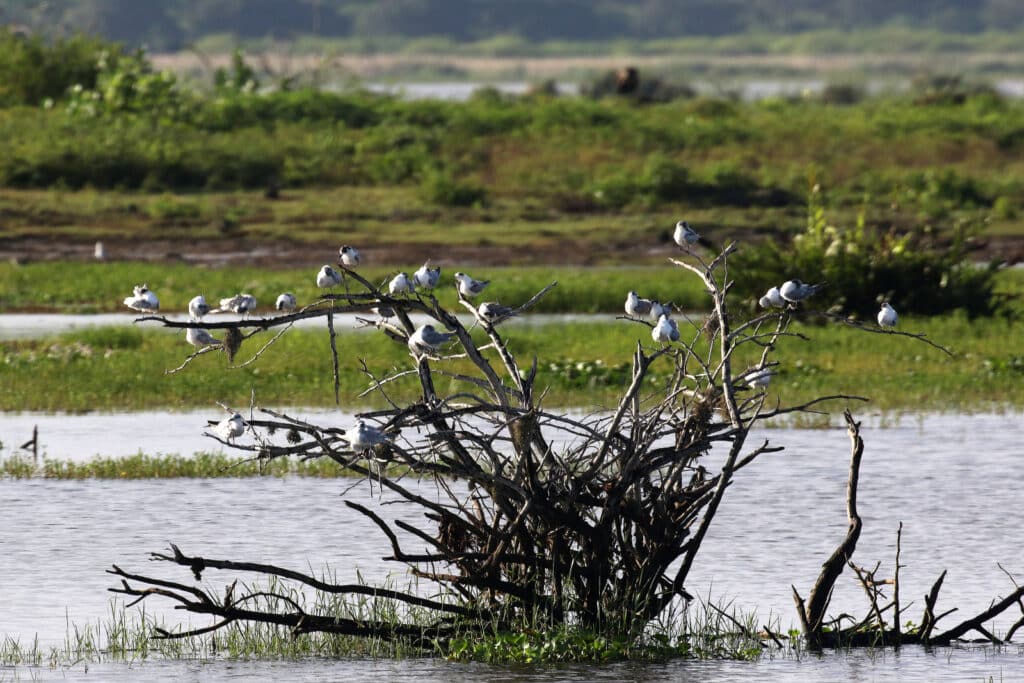 Bundala National Park Bird Watching Tour – photo 2