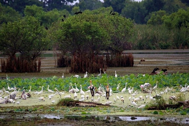 Kalametiya Lagoon Bird Watching Tour – photo 4