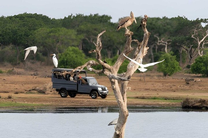 Bundala National Park Bird Watching Tour