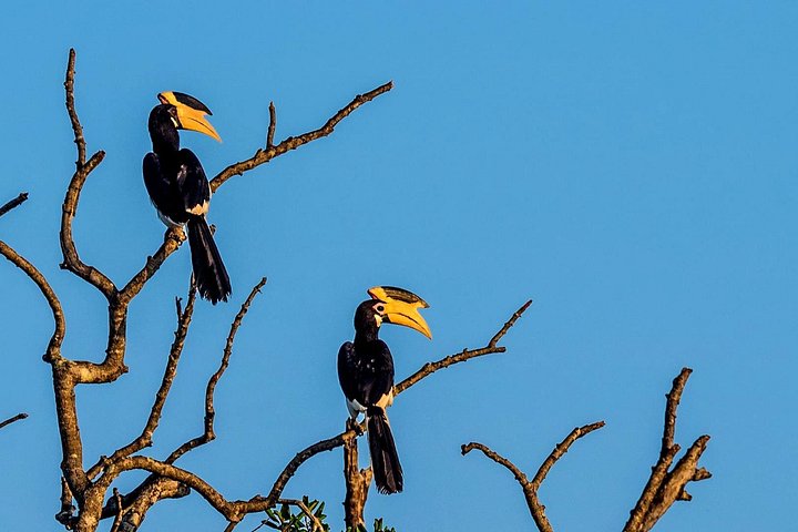 Bundala National Park Bird Watching Tour – photo 4
