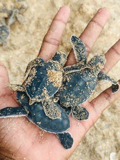 Rekawa Sea Turtle Watching Tour – photo 3