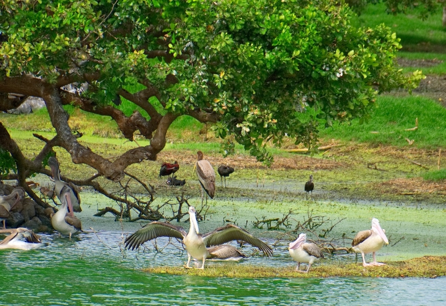Kalametiya Lagoon Bird Watching Tour – photo 5