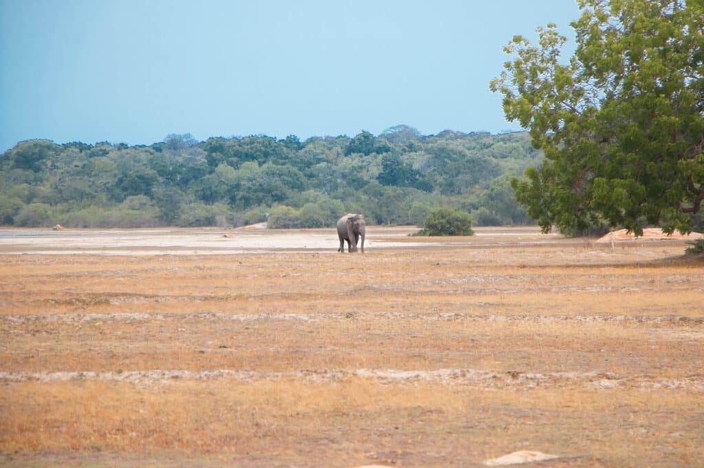 Asian elephant, elephant, safari
